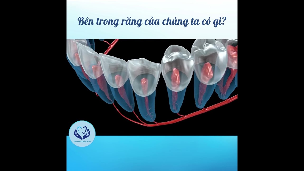 Bên trong răng chúng ta ra sao - Nha khoa uy tín quận 3