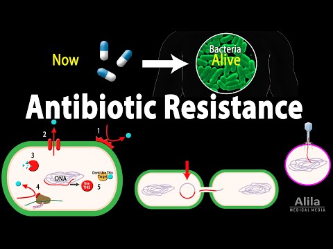 Antibiotic Resistance, Animation
