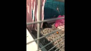 Guinea Pig Rodents Videos