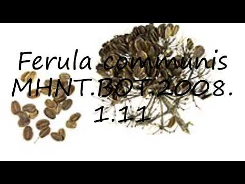 How to pronounce Ferula communis MHNT.BOT.2008.1.11 in Latin?