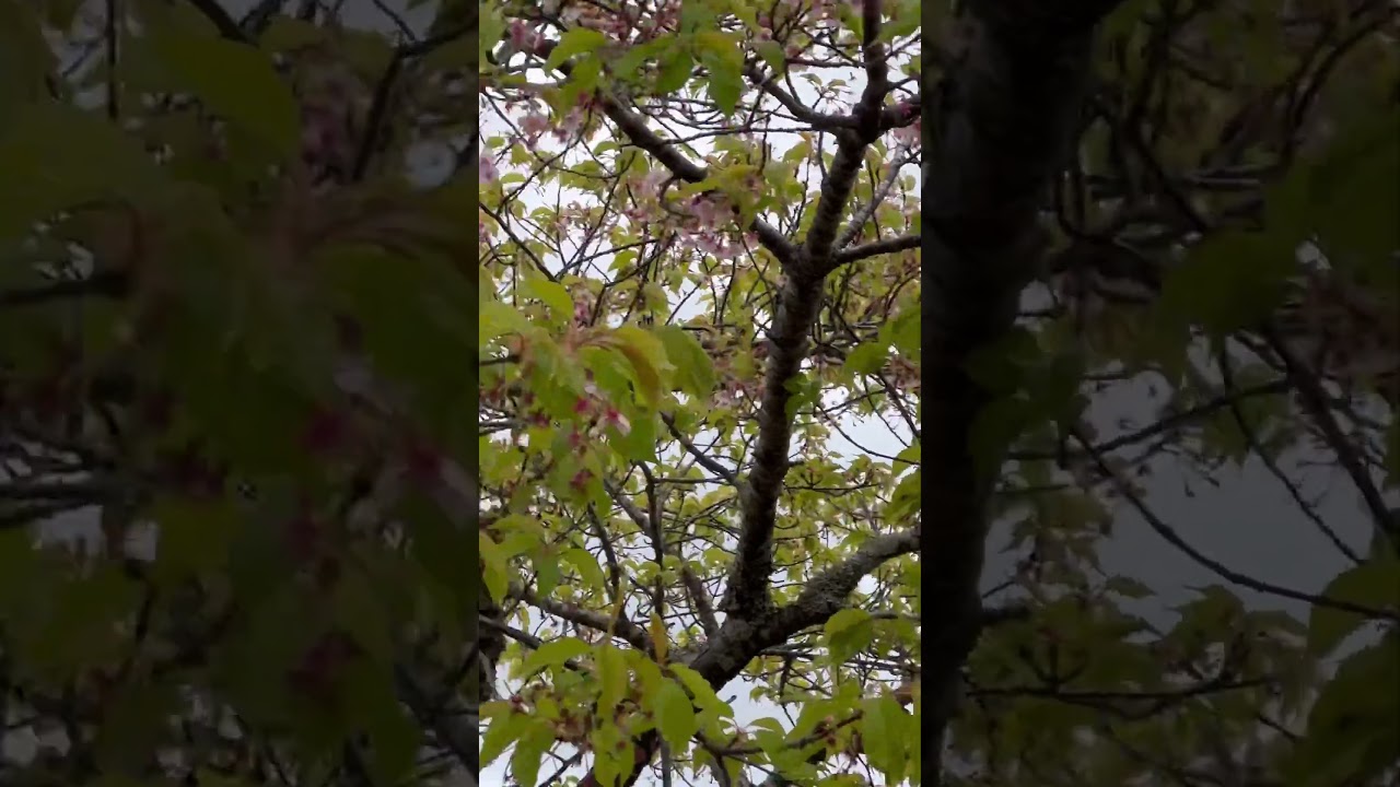 白子町の桜を見に行くと、二月が暖かすぎて満開予想日には葉桜に！