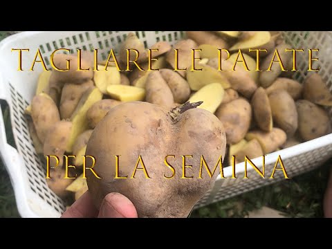 , title : 'Tagliare le patate per la Semina / Preparazione Terreno - How to Prepare Seed Potatoes for Planting'