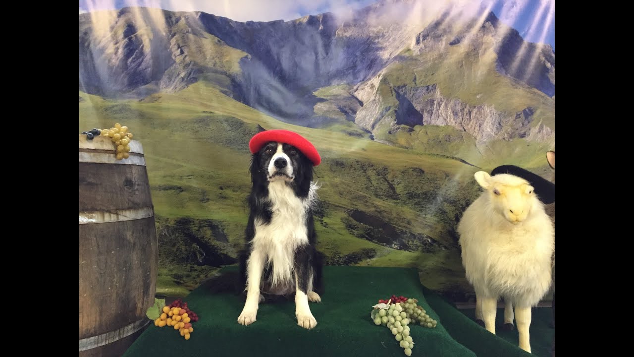 AKC Intermediate Trick Dog Test Evaluation