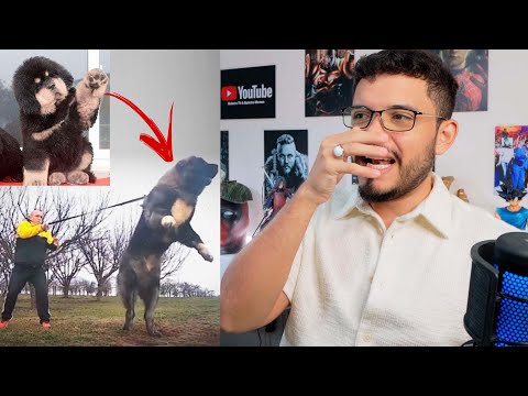 Animais fofos que ficam assustadores depois que crescem