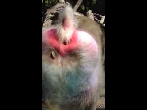download lagu mp3 mp4 Baboon Ass, download lagu Baboon Ass gratis, unduh video klip Baboon Ass