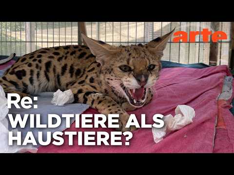 Video Thumbnail: Leben mit WILDTIEREN | ARTE Re: