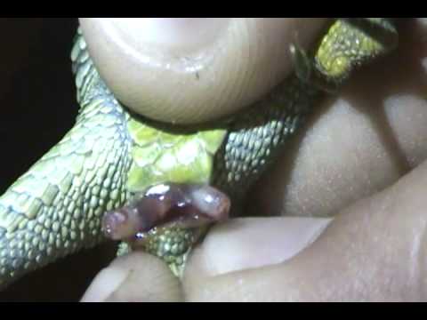 Popping(Sexing) Emerald lizard