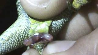 Popping(Sexing) Emerald lizard