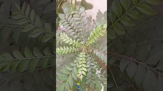 Download lagu Curry plants 🪴🌿 #garden #nature #plantsofindia #gardenplants #viralshorts #plants #ytvideo mp3
