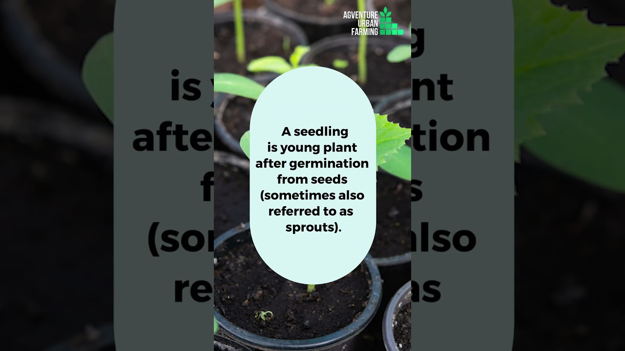 Lihat Apa Itu Aum Di Bibit Apa Itu Aum Di Bibit