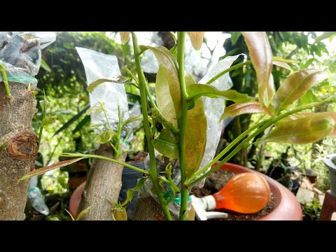 LP479. Hiệu quả khi kết hợp Ridomil và Atonik, chọn thời điểm tháo bọc cho mai ghép.