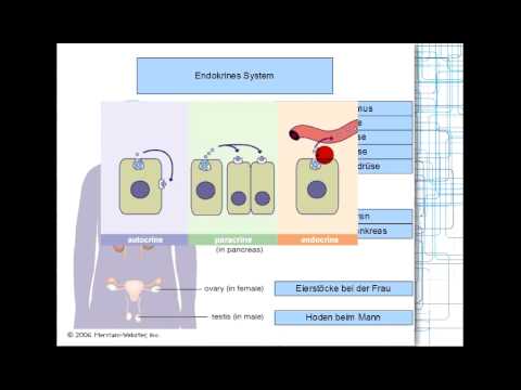 Hormonsystem: Generelle Prinzipien 1/8