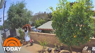 Teen Pushes Bear Off Backyard Wall While Defending