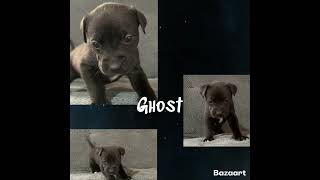 Video preview image #1 Labrador Retriever-Unknown Mix Puppy For Sale in Princeton, MN, USA