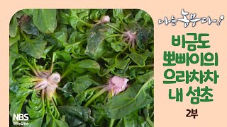 [나는농부다 236회 2부] 비금도 뽀빠이의 으라차차 내 섬초