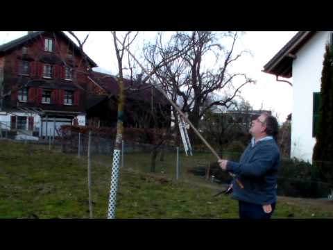 Schneiden im Garten 2011 - Apfelhochstamm Wildmauser 6v6