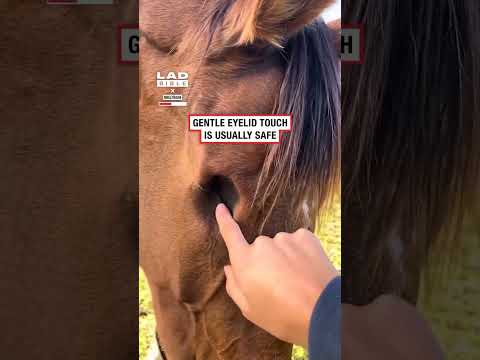 My horse lost both of her eyes  👀😳 #fblifestyle #horses #animals