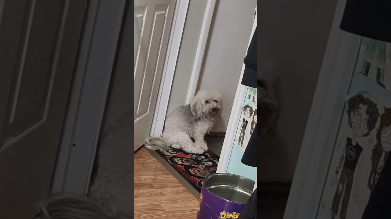 my dog Henry listening to Nirvana, the sequel lol