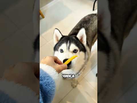 Весёлый день с чипсами для всех  | Какое животное самое милое? 🐾😋🐶🐱🍟