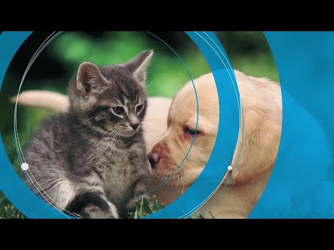 GEA Petfood Solutions