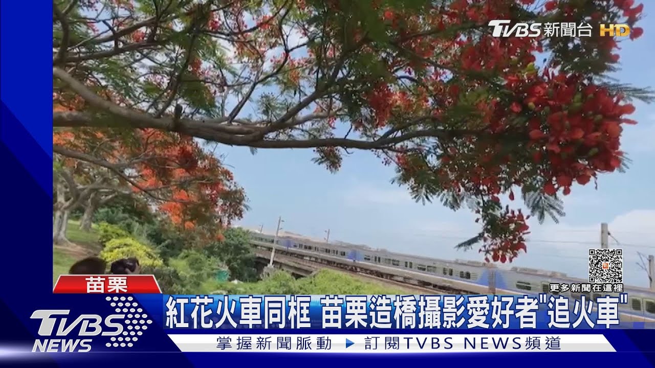 紅花火車同框苗栗造橋　攝影愛好者「追火車」