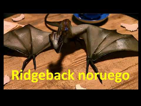download lagu mp3 mp4 Ridgeback Noruego, download lagu Ridgeback Noruego gratis, unduh video klip Ridgeback Noruego