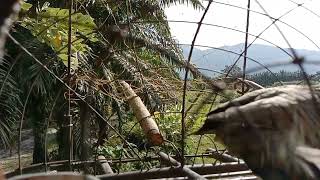 Download lagu Pikat Merbuk Kampung mp3 Download lagu Pikat Merbuk Kampung mp3