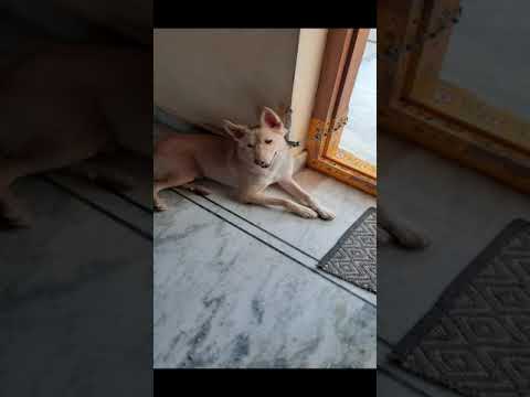 My cute pet tony #SHORTS#trending