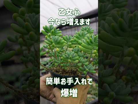 開花多肉植物控えめな花ゼブラ植物