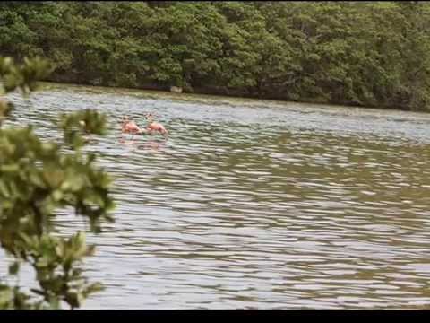 download lagu mp3 mp4 Cherry Navarro Como Yo Te Quiero, download lagu Cherry Navarro Como Yo Te Quiero gratis, unduh video klip Cherry Navarro Como Yo Te Quiero