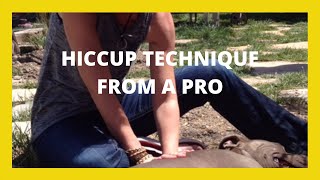 HOW TO QUICKLY STOP HICCUPS IN PUPPY OR ADULT DOG