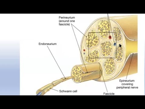 Peripheral Nerve Injury for the FRCS Orth