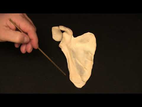 Introduction to the Bones of Upper and Lower Limbs