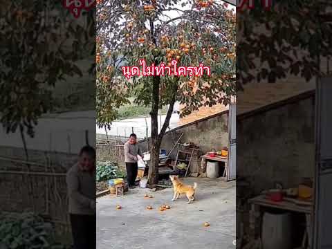 นุดเเหล่ะทำ #song #one #cat #one #dance #สัตว์น่ารัก