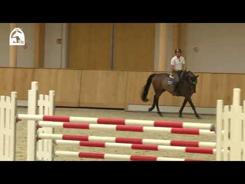 So trainieren Profis  - die Ausbildung von Springpferden erklärt von Philipp Weishaupt