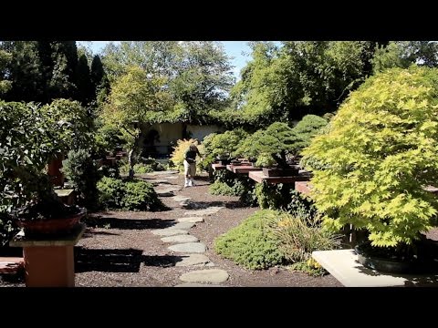 William Valavanis’ International Bonsai Arboretum