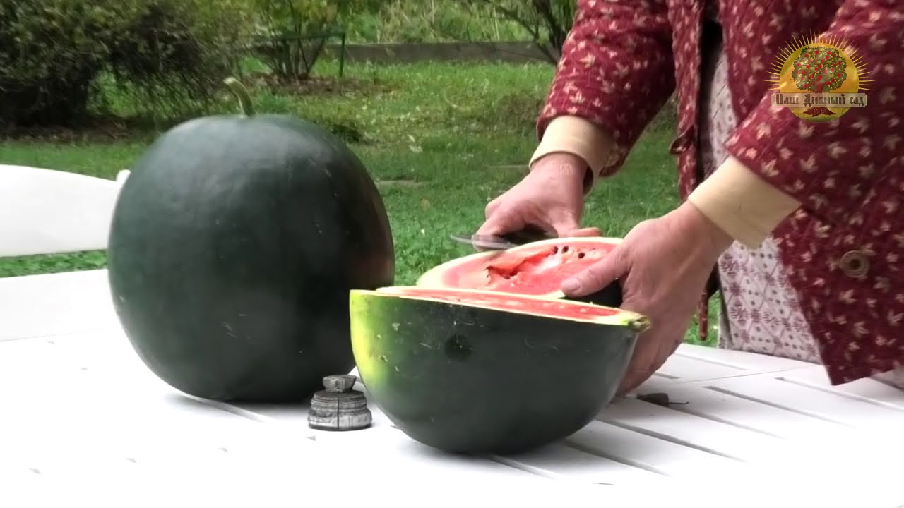Арбуз Огонёк - выращиваем сами!