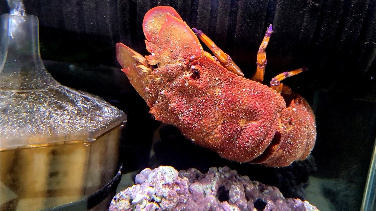 【セミエビ】飼育を始めました、が、