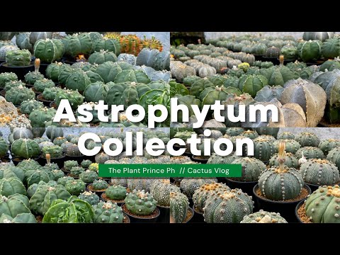 , title : 'My Entire Astrophytum Cactus Collection 🌵💚🥰 | Cactus Tour'