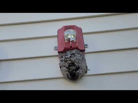 Hornets Nest on the Fire Alarm in Monroe, NJ