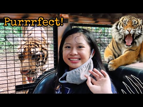 Face to Face with Giant Tigers + Feeding | Zoobic Safari, Subic Bay