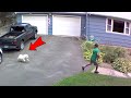 Dog CHASES Delivery Driver FUNNIEST Animals And Pets Caught On Camera