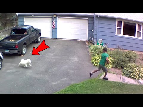 Un chien poursuit un livreur | Les animaux les plus drôles pris en photo 🤣