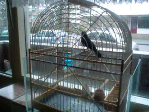 Twatwa Blacky part 2 - Bicudo Blacky