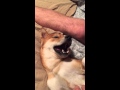 Shiba Inu Puppy Getting A Good Night Pet