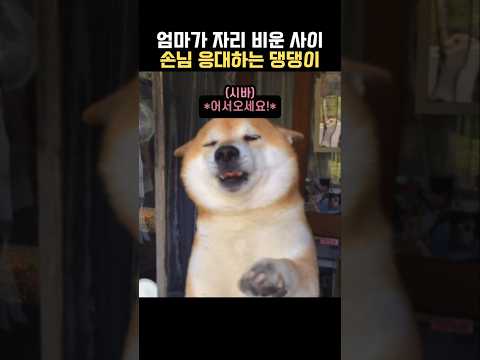 가게를 지키는 듬직한(?) 시바견