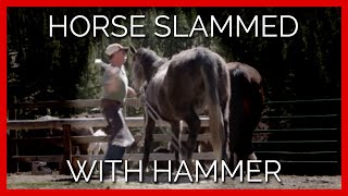 Horse Slammed With Hammer on Discovery Channel