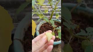 Download lagu panen ciplukan di kebun atap rumah #kebunataprumah #kebunmini #ciplukan #crochet #merajut mp3 Download lagu panen ciplukan di kebun atap rumah #kebunataprumah #kebunmini #ciplukan #crochet #merajut mp3