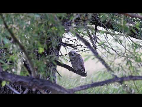 Great horned owl fledgling
