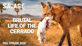 WILD CERRADO | Older Than The Amazon: The Secret World Of The Cerrado | Animal Documentary